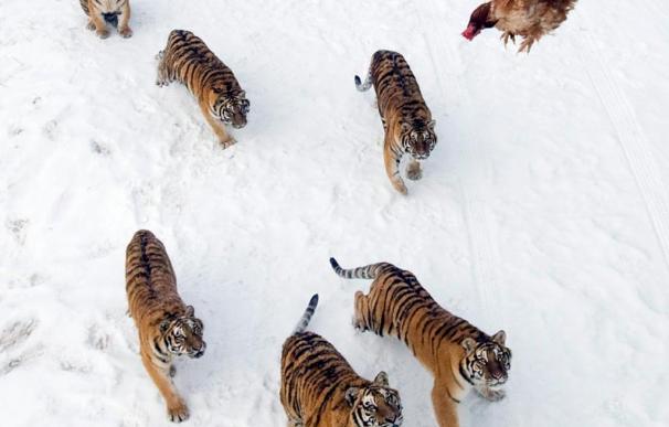 Once tigres siberianos mueren de hambre en un zoo del norte de China