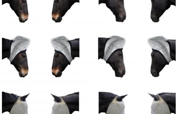 Los caballos son capaces de comunicarse con sus ojos y sus oídos móviles