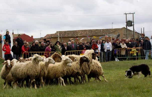 Patatas con cordero y demostraciones de pastoreo ensalzan el oficio de pastor