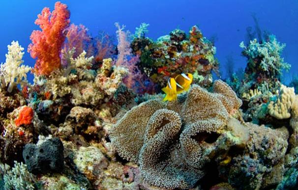 Los efectos del cambio climático están empezando a decolorar los corales.