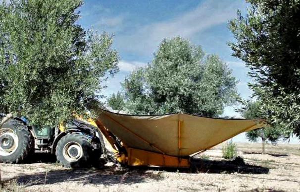 Extremadura es la región española donde más crece el número de nuevas hectáreas de olivar desde 2009