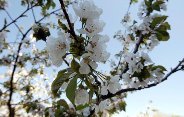 El Cerezo en Flor ha sido declarada Fiesta de Interés Nacional