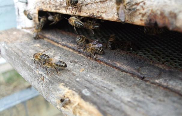 España perdió un 11,9 por ciento de sus colmenas de abejas durante el invierno de 2013 a 2014, según un estudio