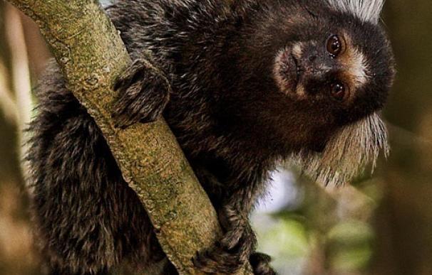 El Congreso pide al Gobierno prohibir comercio y tenencia privada de primates, salvo para investigación y conservación