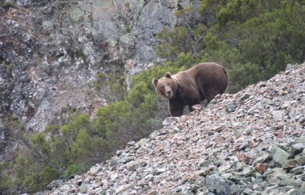 La Fundación Oso Pardo aprueba un nuevo método para controlar la población del oso cantábrico