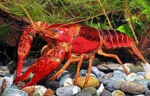 La Diputación pide una modificación "consensuada" de la Ley de Biodiversidad como solución al cangrejo rojo