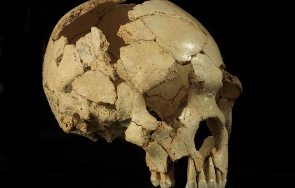 Un estudio científico basado en fósiles de Atapuerca (Burgos) explica cómo se ha producido la evolución de la cara