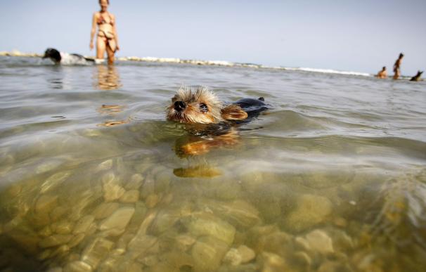 Más de 30 playas del litoral español admiten mascotas