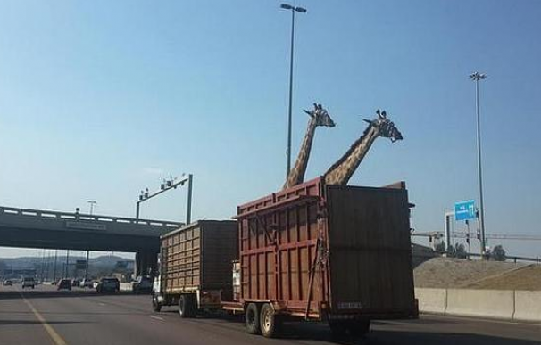Dos jirafas viajan en un camión con el techo descubierto