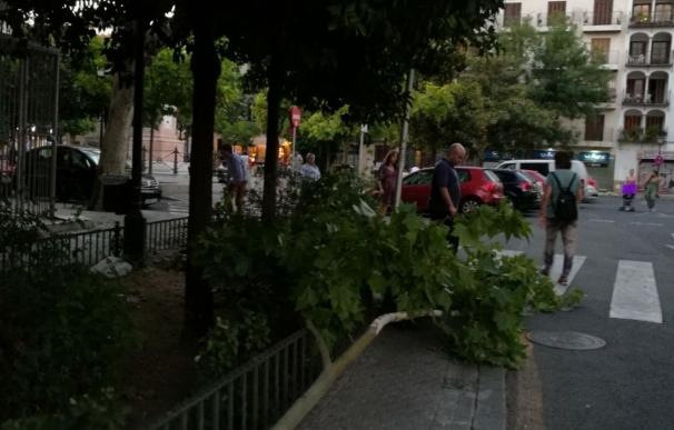 El PP alerta de nuevas caídas de ramas en la Plaza de la Gavidia y pide actuaciones "urgentes" en el arbolado