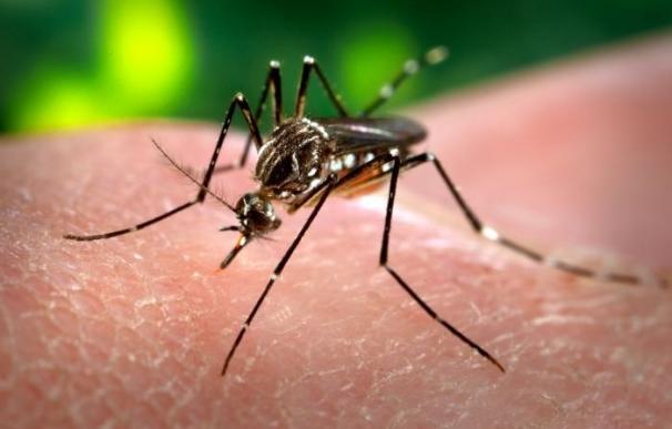 Sanidad no prevé más casos importados del virus Zika en España que de Chikungunya, unos 200 al año