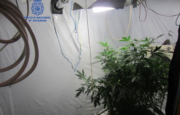 Sucesos.- La Policía Nacional desmantela en Paterna una plantación de marihuana y detiene a dos personas