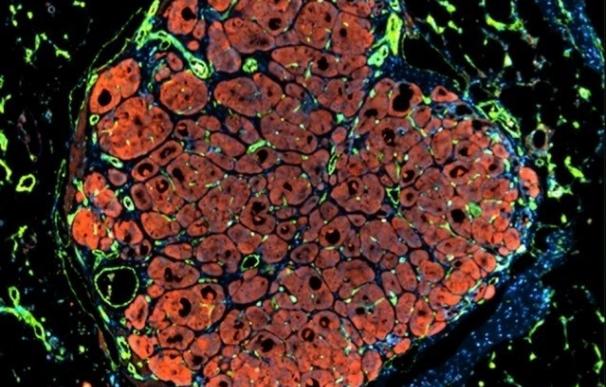 Investigadores diseñan tejido hepático que logra expandirse después del trasplante