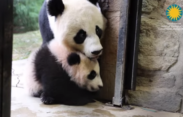 La cría de oso panda gigante Bei Bei, junto a su madre Mei Xiang