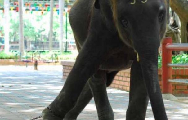 Montar en elefantes está considerada una de las atracciones con animales más crueles del mundo. /Europa Press