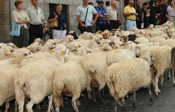 Cerca de 2.000 ovejas recorrerán el centro de Madrid este domingo con motivo de la XXII Fiesta de la Trashumancia