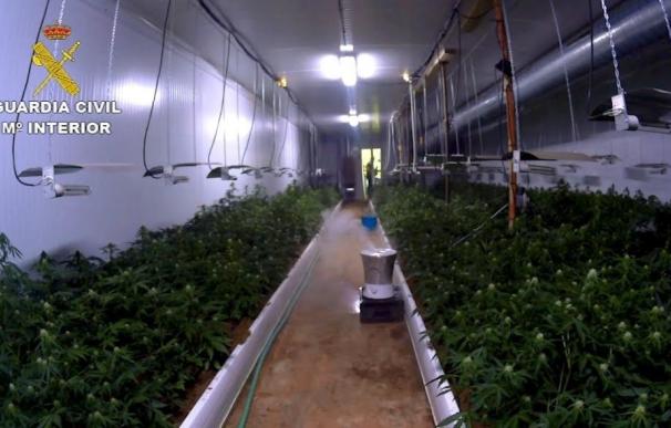 Desmantelan un "sofisticado" cultivo con 3.036 plantas de marihuana y detienen a un joven de 30 años