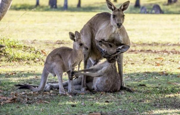 Un canguro macho abraza a su pareja con una cría al lado, en Australia
