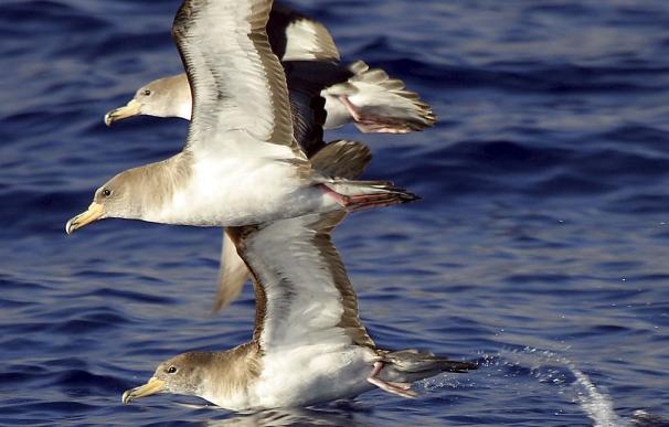 La CE busca limitar la captura accidental de aves marinas en redes de pesca