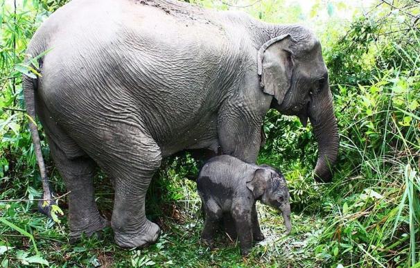 Muere un ciudadano británico al ser golpeado por un elefante en una atracción turística en Tailandia