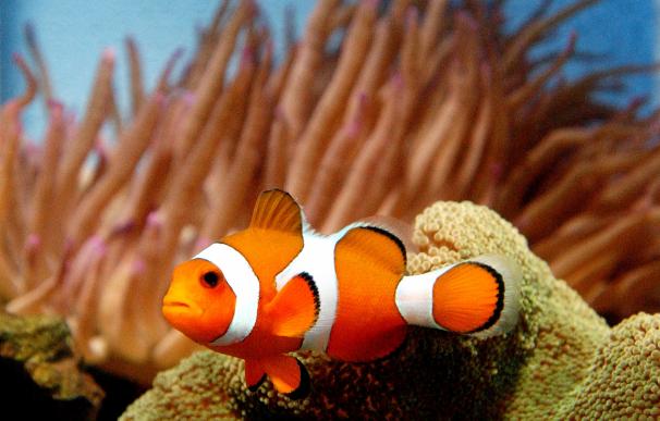 El pez payaso se hizo famoso por la película 'Buscando a Nemo'