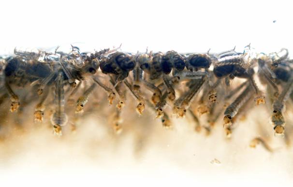 Aedes aegypti mosquito larvae are photographed in