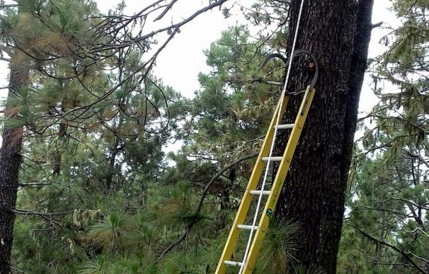 Rescatan a un parapentista tras quedarse colgado de un pino en La Orotava (Tenerife)
