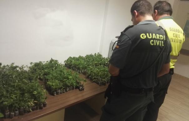 Detenidos dos hombres al ser sorprendidos tirando 800 plantas de marihuana antes de llegar a un control