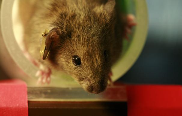 Una enzima humana puede reducir los amiloides neurotóxicos en un modelo de demencia de ratón