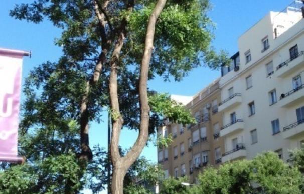 El Ayuntamiento apeará 126 árboles de Ortega y Gasset y podará 123 mientras que en noviembre repondrá 122