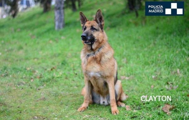 Los perros de la Policía Municipal llevan realizados en 2015 más de 5.000 servicios de seguridad y rescate