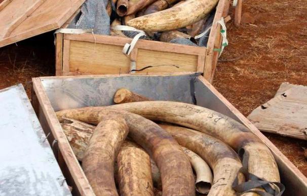 Una tonelada de marfil de elefante africano decomisada en Vietnam