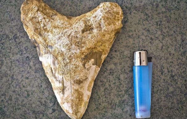Un agricultor de Huelva halla un diente de tiburón de hace 6 millones de años