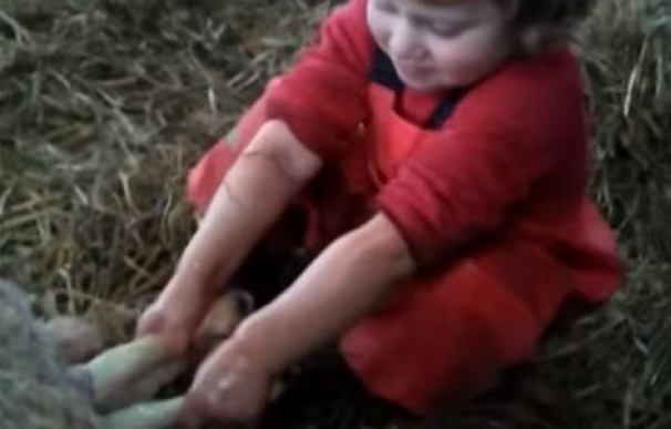 Un sorprendente vídeo muestra a un niño de tres años ayudando a parir a una oveja