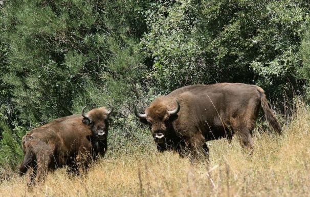 La primera cría de bisonte confirma la capacidad de adaptación de la especie