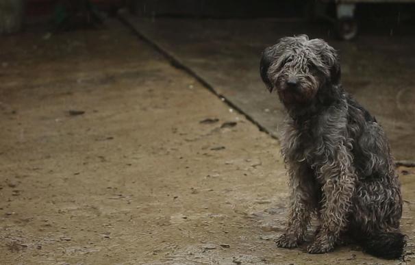 Una asociación de Mallorca inicia una campaña de crowdfunding para construir un refugio de animales abandonados