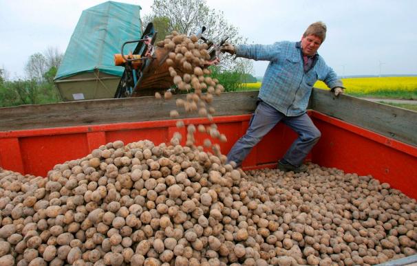 El comisario europeo Dalli dice que la patata transgénica no es peligrosa