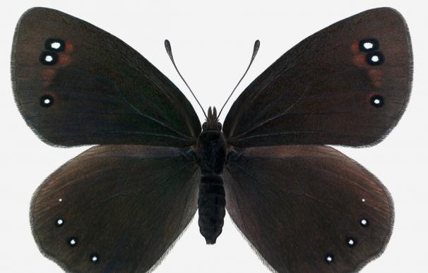 Descubierta en la Sierra de Guara (Aragón) una nueva subespecie de mariposa endémica, denominada Abosi