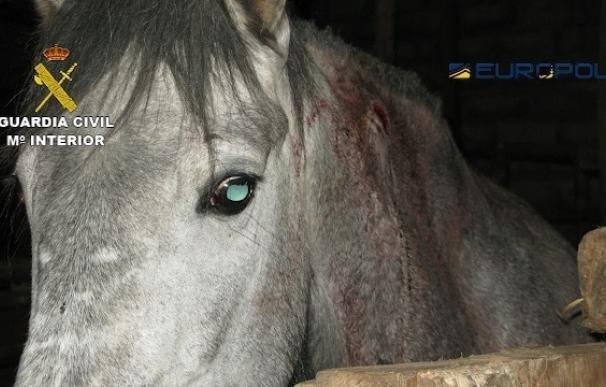 Desmantelada una red internacional que comerciaba con carne de caballo no apta para el consumo desde Calpe (Alicante)