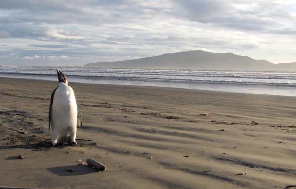 Avistado un pingüino emperador en Nueva Zelanda por primera vez en 40 años