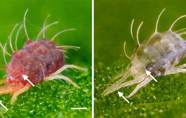 El hallazgo de un gen que permite a la araña roja sobrevivir en regiones frías posibilita controlar su plaga