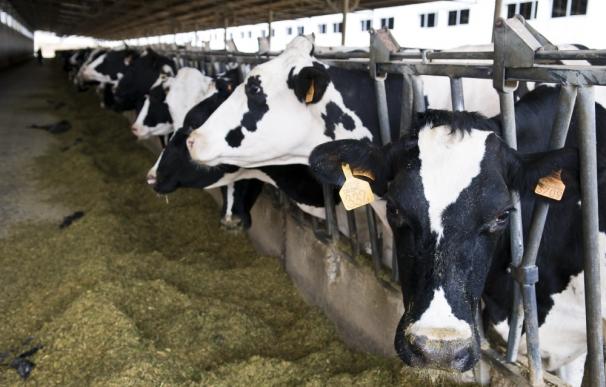 La Xunta crea el registro para organizaciones de productores de leche que integren un mínimo de mil granjas