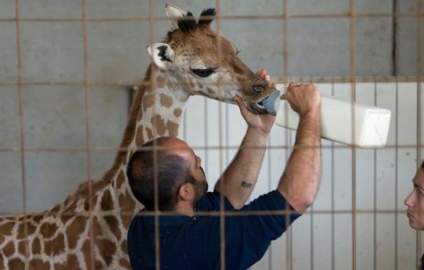 La primera cría de jirafa cumple dos meses e incorpora a su dieta los productos sólidos