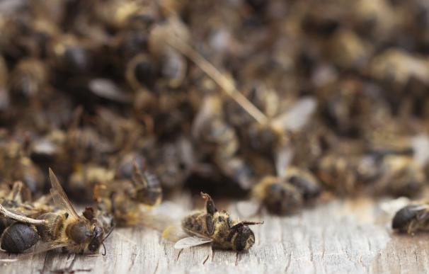 Greenpeace y apicultores denuncian la muerte masiva de abejas por el uso de plaguicidas en los árboles frutales