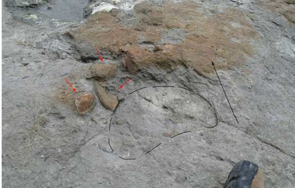 Investigaciones sobre las huellas de dinosaurio sobre almejas de agua dulce (Fuente: Sinc)