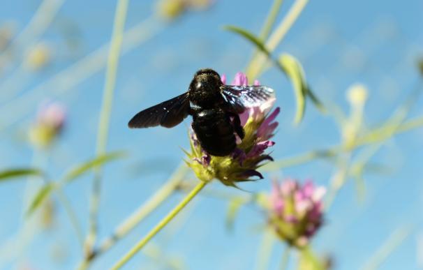 Ecólogos del Creaf vinculan los pesticidas neonicotinoides con la disminución de abejas