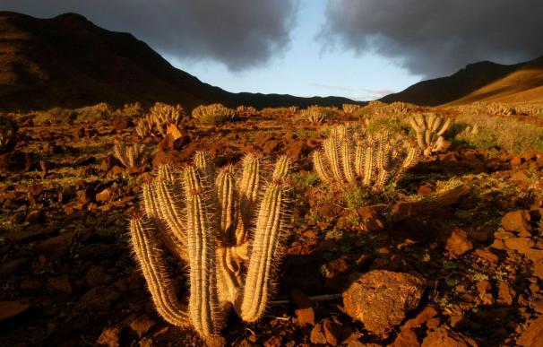Fuerteventura destina 400.000 euros a la lucha contra la desertización de Cofete