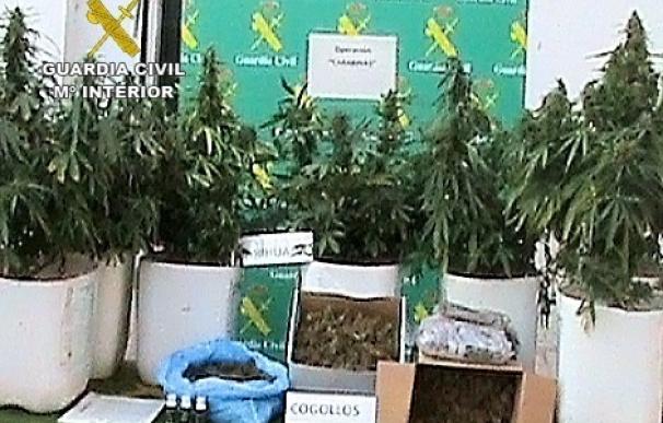 Dos detenidos en Villarrubia de los Ojos por el cultivo de 6 plantas de marihuana que pesaban 130 kilogramos