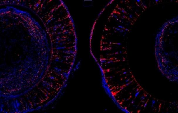 Científicos diseñan un enfoque de regeneración de nervios dañados con las células inmunes 'comecocos'