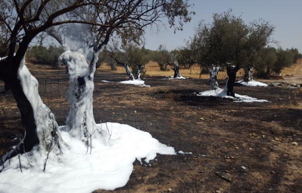 Arden casi un centenar de olivos en un incendio declarado en la Ronda de los Olivares